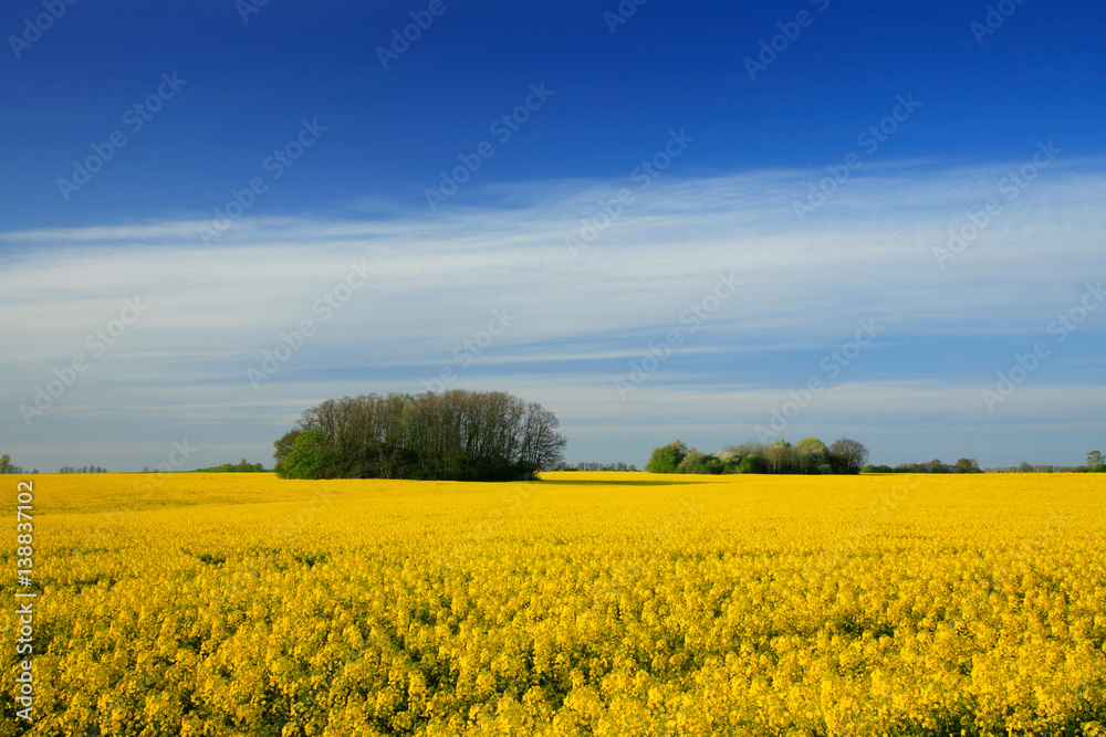 Field of Oilseed rape blossoming under Blue Sky with Clouds