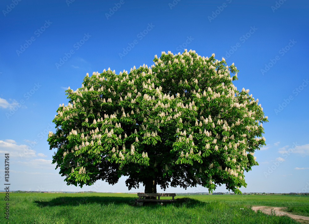 Obraz premium Nicely Shaped Chestnut Tree in Full Bloom on Meadow in Spring Landscape under Blue Sky