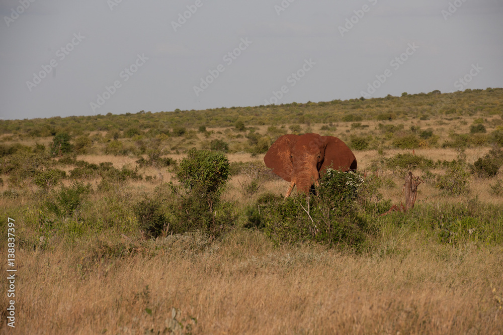 lephanth in the savannah of afrika