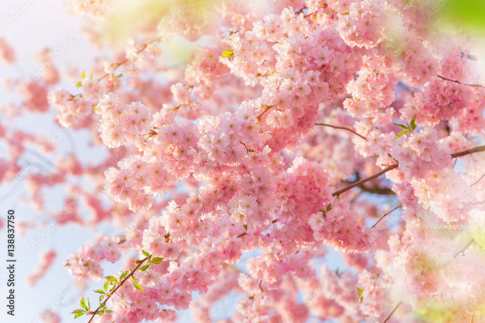 Spring border background with pink blossom Spring border background with pink blossom