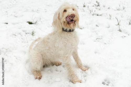 Wirehaired dog spinone italiano smacks her lips sitting on the snow in the forest in Finland