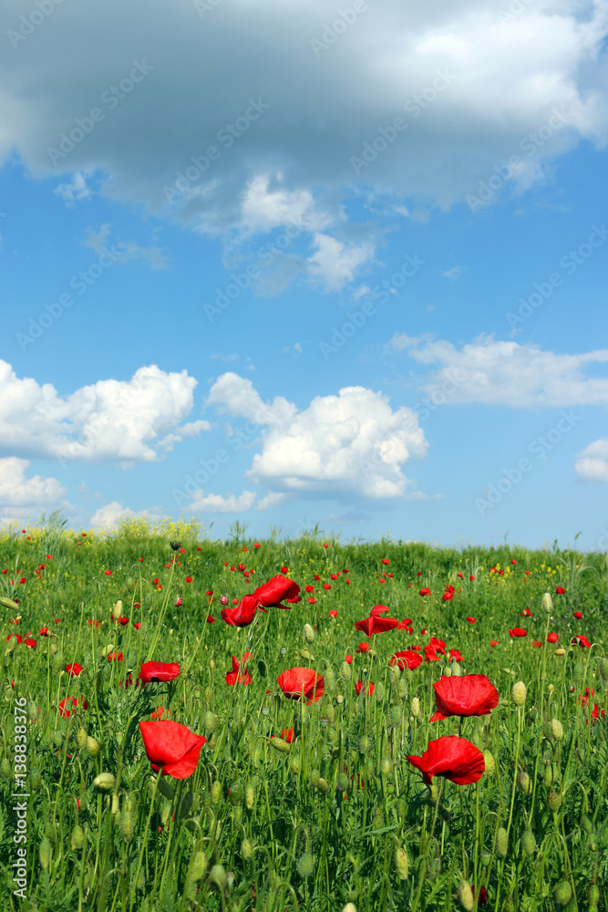 Poppies flower meadow and blue sky spring season