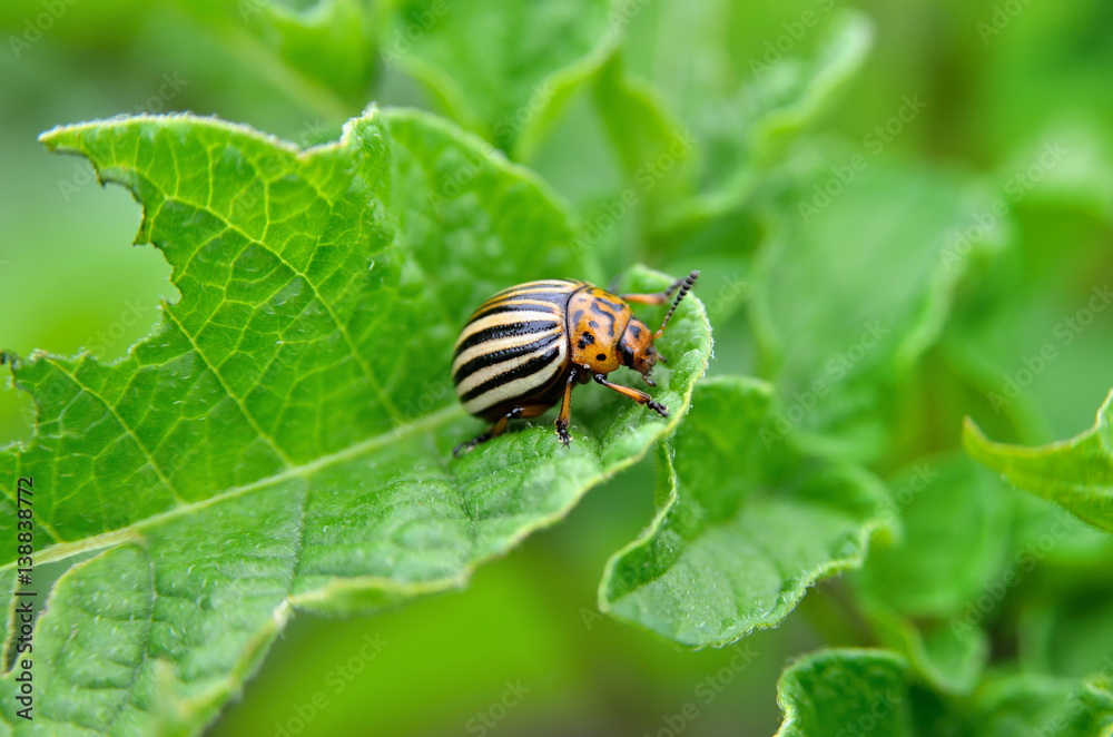 Colorado beetle eats a potato leaves young. Pests destroy a crop in the field. Parasites in wildlife and agriculture. Colorado beetle eats a potato leaves young. Pests destroy a crop in the field. Parasites in wildlife and agriculture.