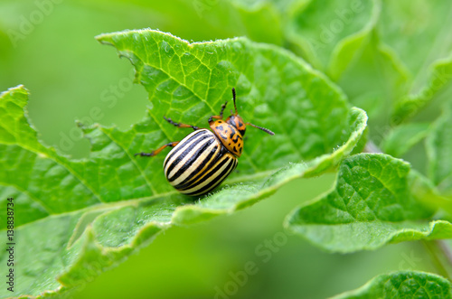 Colorado beetle eats a potato leaves young. Pests destroy a crop in the field. Parasites in wildlife and agriculture. photo