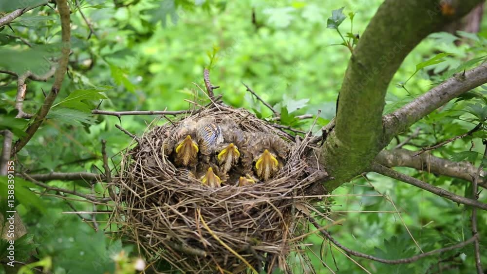 Nest with chicks in the wild in the spring. Nest with chicks in the wild in the spring.
