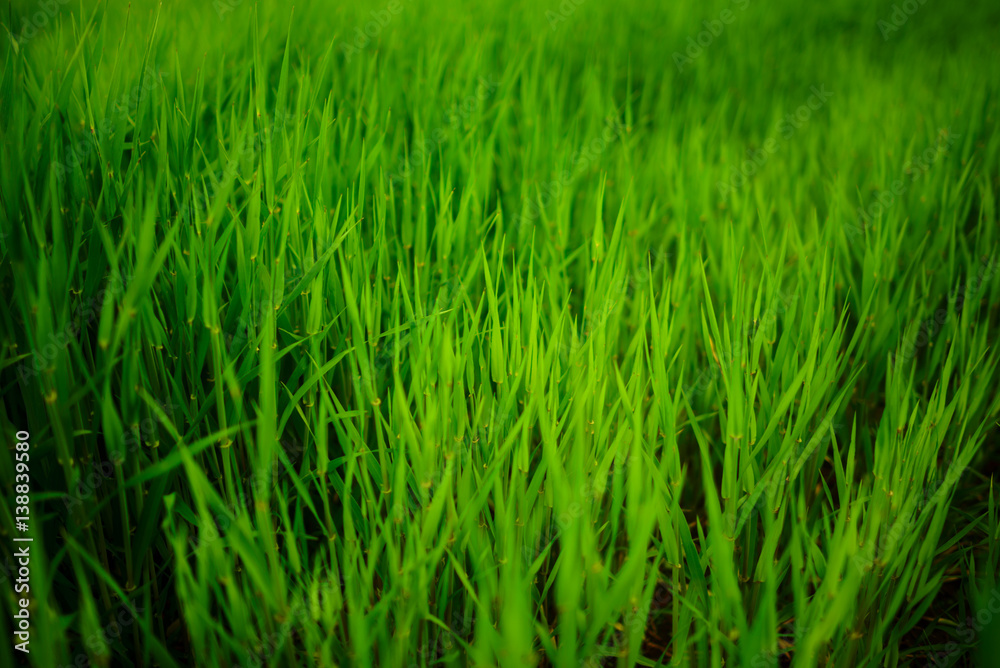 Close up of fresh thick grass with water drops in the early morning Close up of fresh thick grass with water drops in the early morning