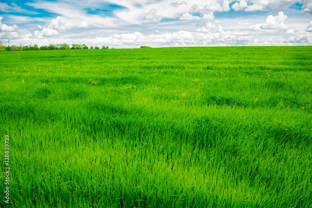Green grass field and bright blue sky background Green grass field and bright blue sky background