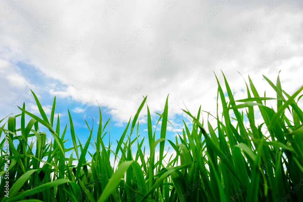 Fototapeta premium Close up of fresh thick grass with water drops in the early morning