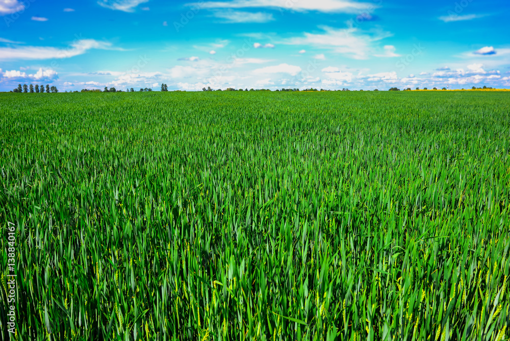 landscape of barley field in early summer landscape of barley field in early summer