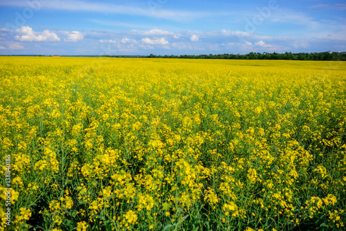 Yellow oilseed rape field under the blue sky © cezarksv
