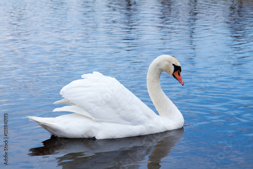 White elegantte swan