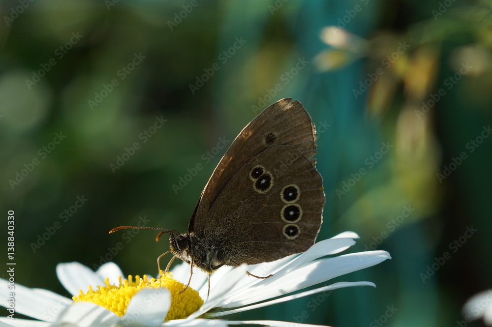 Fototapeta premium Бабочка крупным планом на цветке ромашки