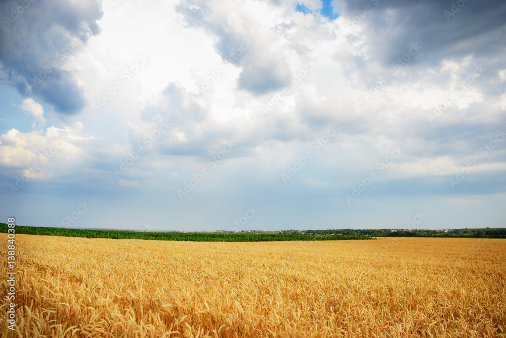 cloudy sky over golden field