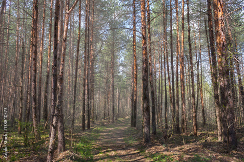 Fototapeta Naklejka Na Ścianę i Meble -  footpath in the pine wood in the May foggy morning