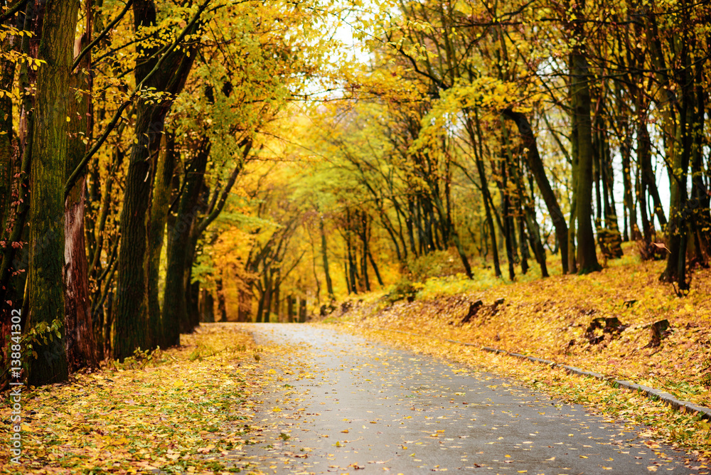 Fototapeta premium Autumn landscape in the forest with old road