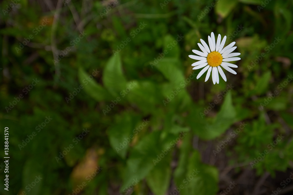 Wild chamomile flower against a background of green Wild chamomile flower against a background of green