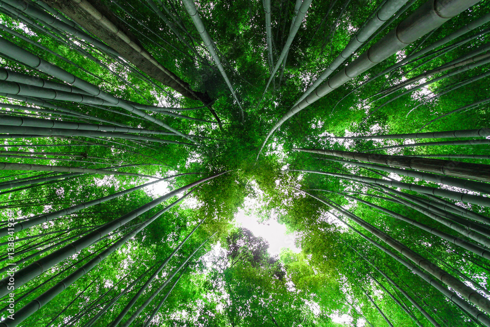 Foresta bamboo, Kyoto - Giappone Foresta bamboo, Kyoto - Giappone