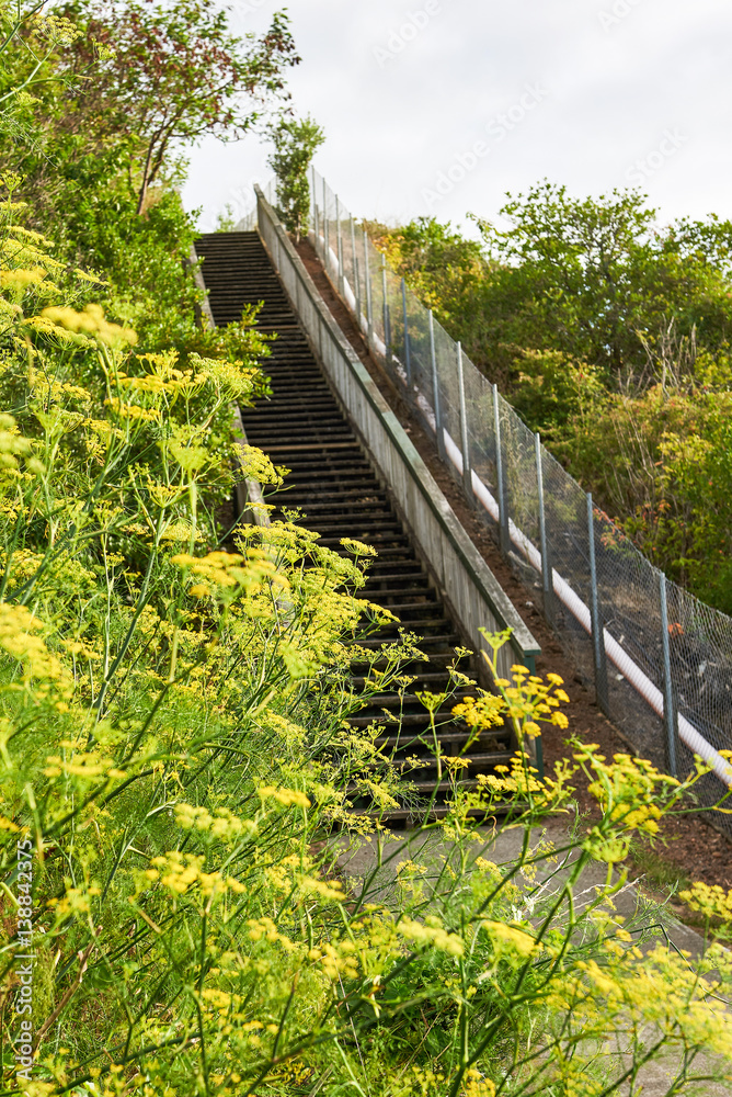 Fototapeta premium Pedestrian walkway alongside yellow helichrysum arenarium blooms on a meadow