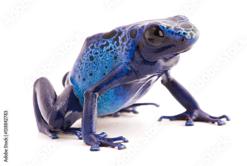 Dendrobates azureus, a vibrant blue poison dart frog from the tropical Amazon rain forest in Suriname. Isolated on white background.