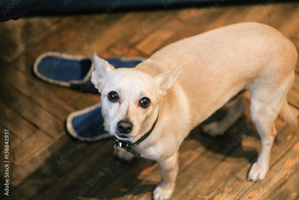 dog dog