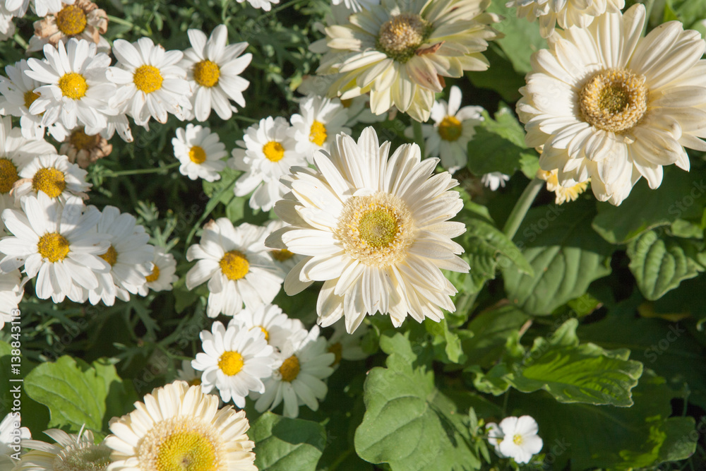 particular patch of daisies particular patch of daisies