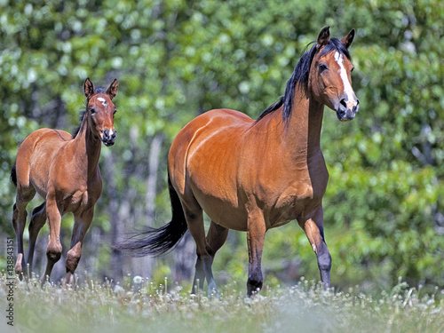 Bay Arabian Mare and Foal running together in meadow