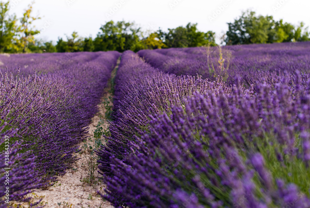 Obraz premium Fields of Lavender