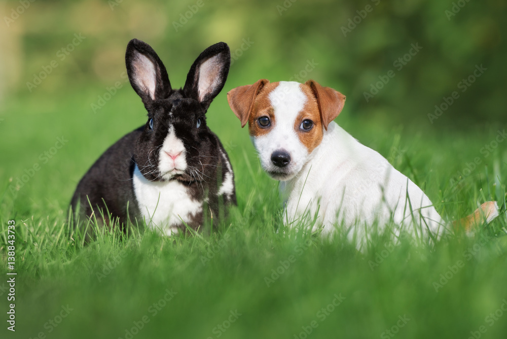 adorable puppy and rabbit posing together on grass