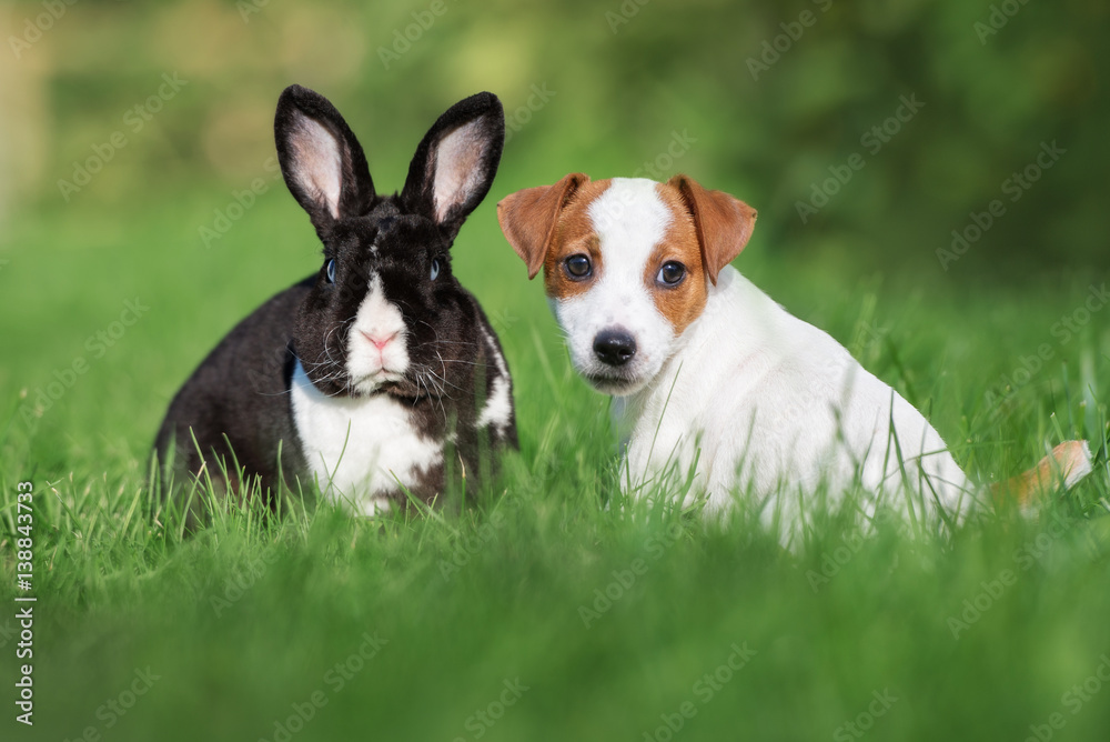 adorable puppy and rabbit posing together on grass adorable puppy and rabbit posing together on grass