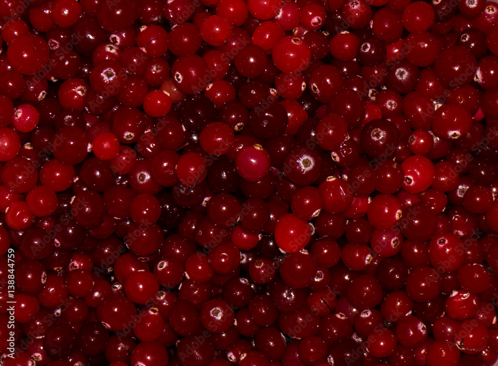 red ripe cranberries.view background red ripe cranberries.view background