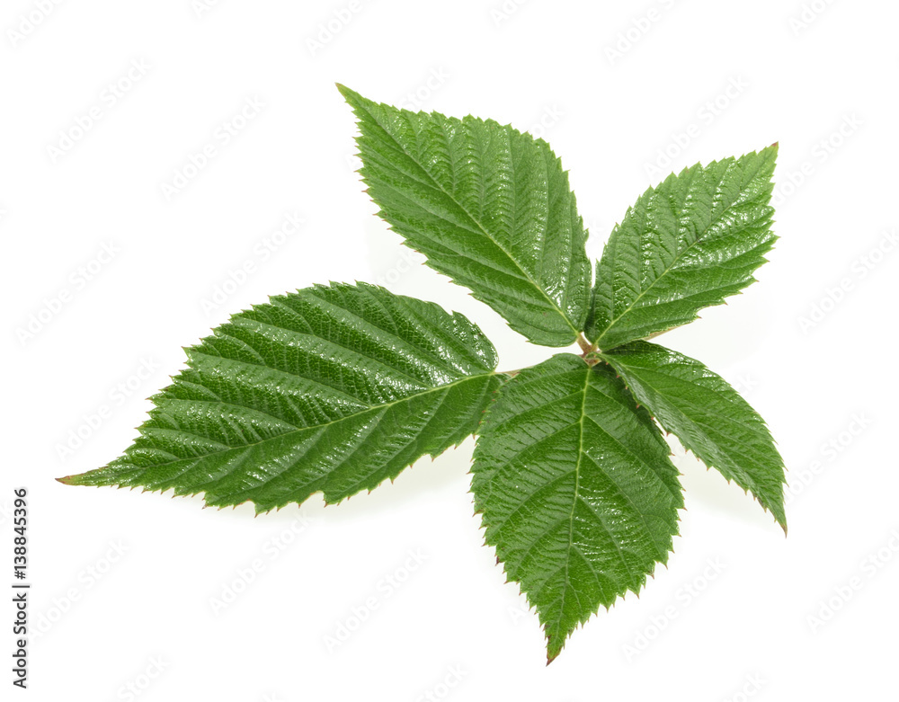 Blackberry leaf isolated on white background