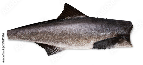 Cobia photo