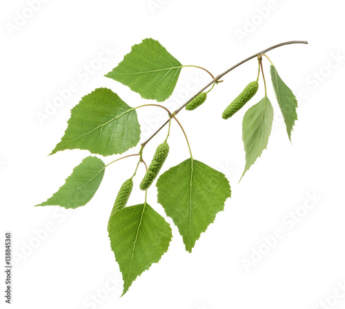 Birch leaves isolated. without shadow photo