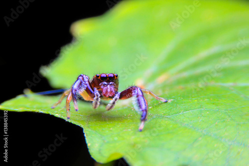 Close-up the jumping spider on a green leaf.