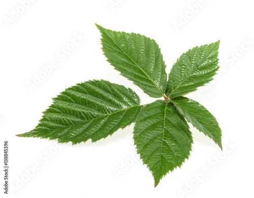 Blackberry leaf isolated on white background