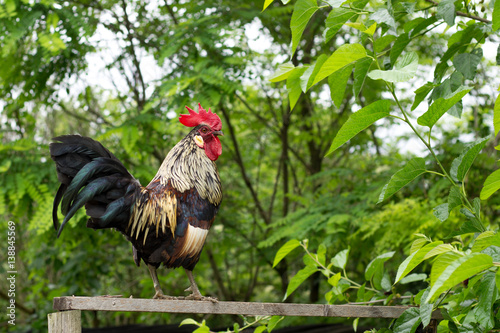 Wallpaper Mural Rooster in the Garden Torontodigital.ca