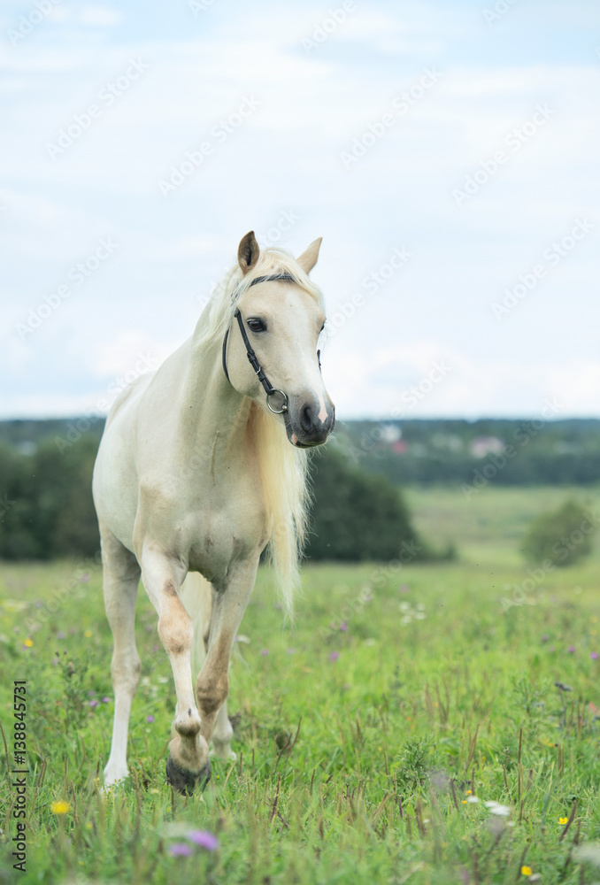 beautiful cream pony stallion wilking in the field. cloudy day