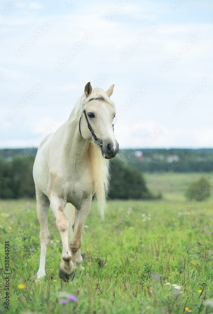 beautiful cream pony stallion wilking in the field. cloudy day beautiful cream pony stallion wilking in the field. cloudy day