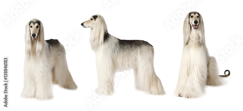 Obraz na płótnie Afghan hound dog over white