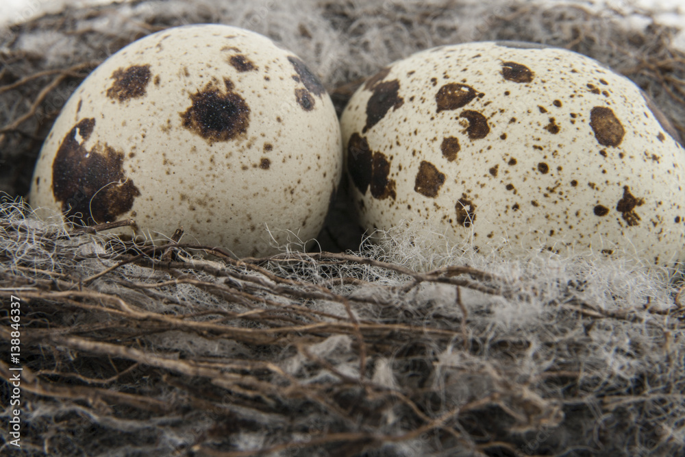 Obraz premium Quail eggs in a nest