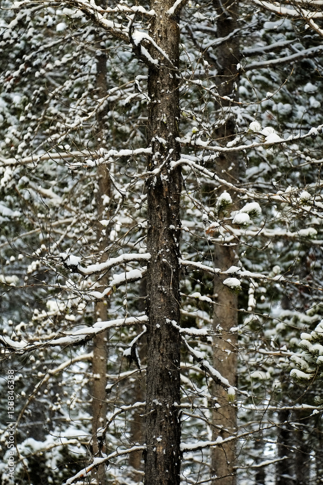 Obraz premium Forest of Pine Trees in Winter Snowy Storm Snow Flakes Falling