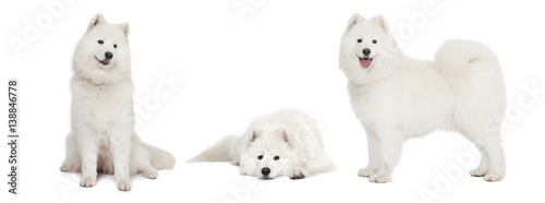 Samoyed dog over white