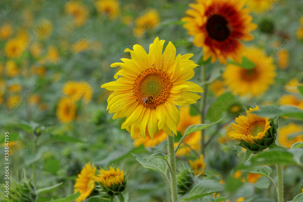 Sonnenblume mit Hummel