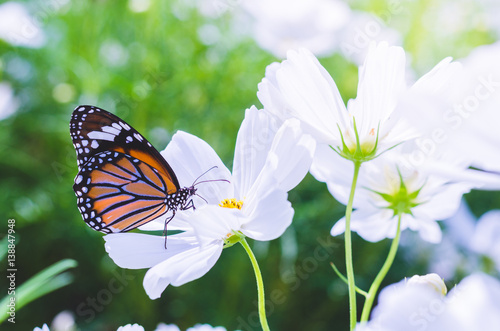 beautiful butterfly on cosmos field in the park.