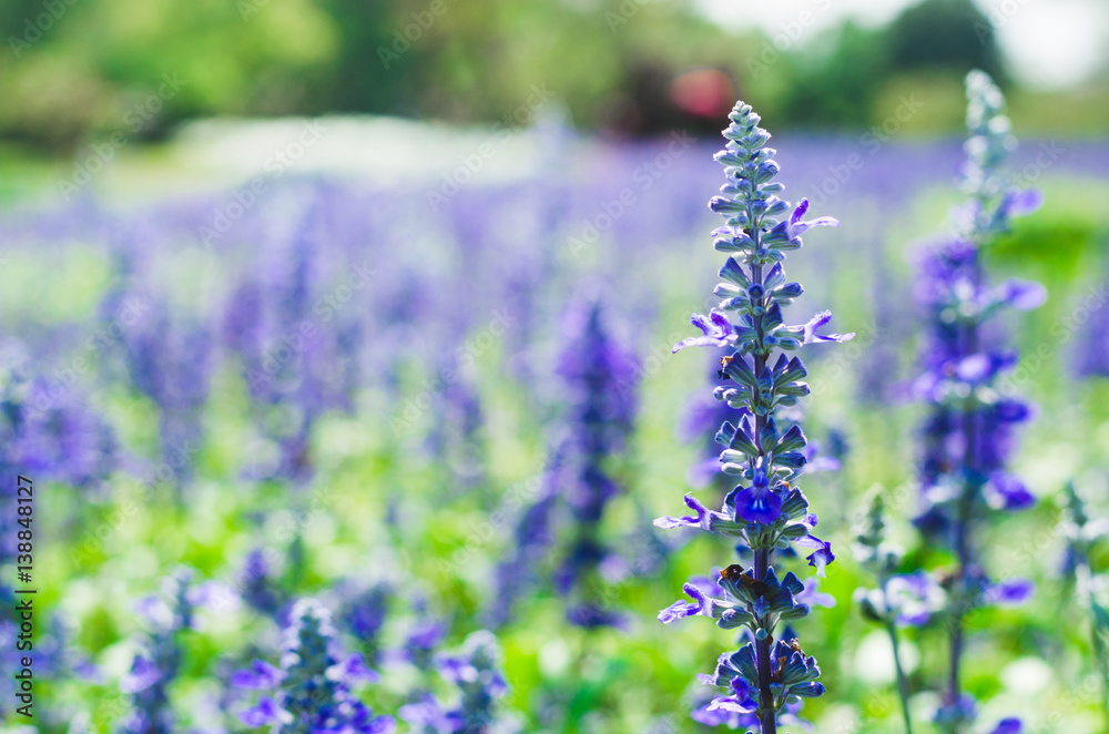Obraz premium lavender flower in lavender fields