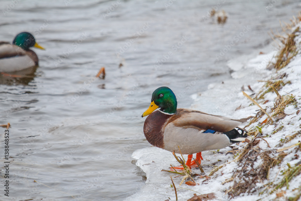 Beautiful Drake on the river in winter. A duck stands on the shore in the snow. It's snowing. Beautiful Drake on the river in winter. A duck stands on the shore in the snow. It's snowing.
