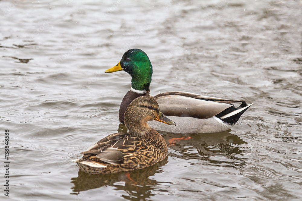 Pair of ducks on the river in winter. Ducks swimming on the river. On the shore of snow. It's snowing. Pair of ducks on the river in winter. Ducks swimming on the river. On the shore of snow. It's snowing.