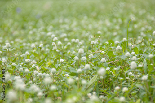 The Gomphrena weed flower in the garden  selected focus 