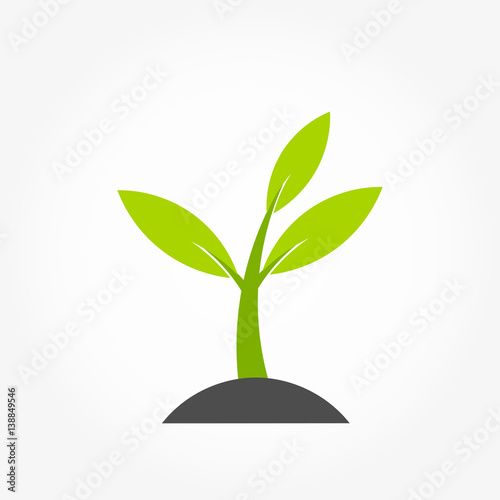 Little plant germination