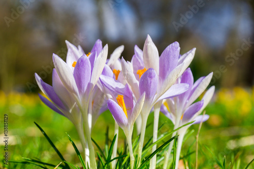 Fototapeta Naklejka Na Ścianę i Meble -  Pinke Krokusse 6 - 28.2.2017